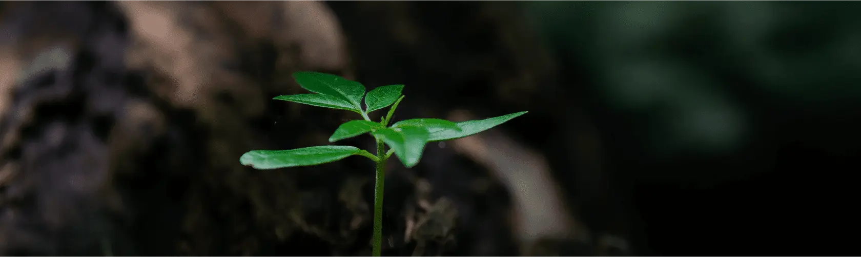 img-1-home-green-plants