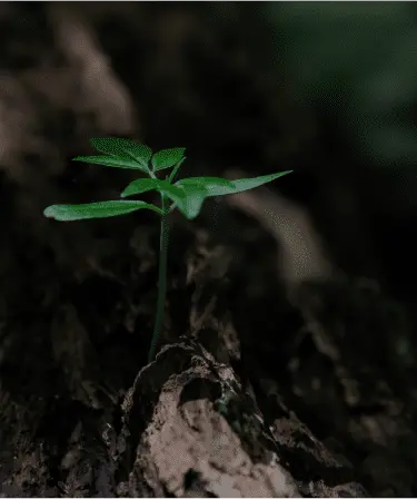 img-1-home-green-plants